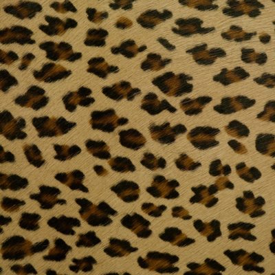 Hair-on-Hide Cheetah