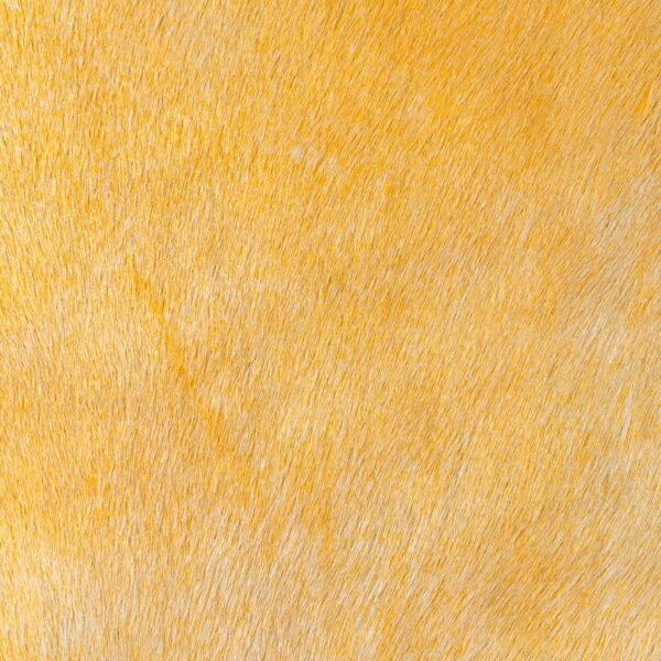 Hair on Hide upholstery leather in Two Toned Mellow Yellow