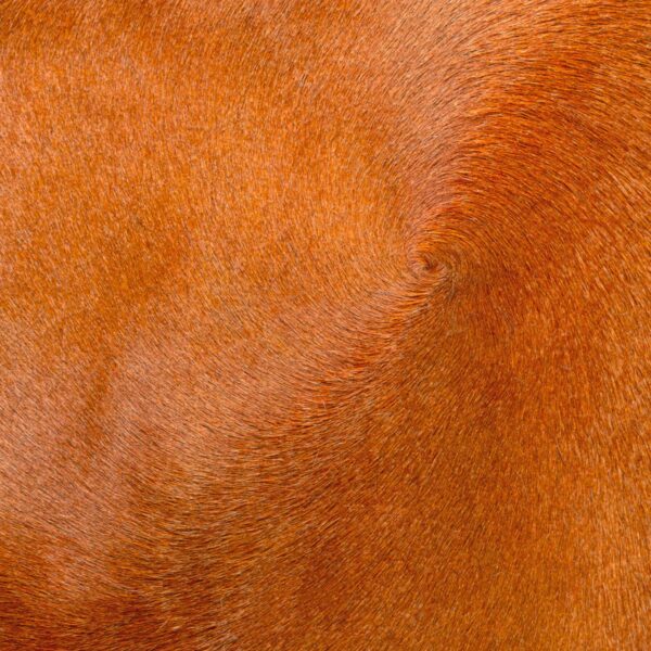 Orange Two Toned Hair on Hide Upholstery Leather