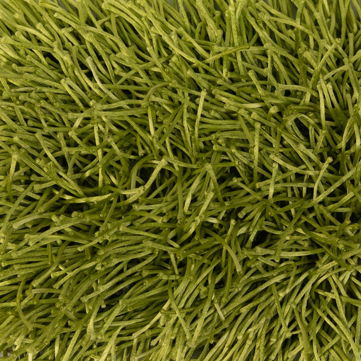 Spaghetti Shag Rug | Jamie Stern Design